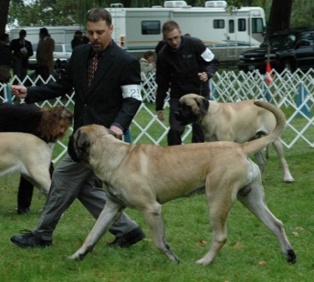 Rigger in the Best of Breed ring