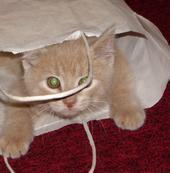 My cat Morris playing in a bag