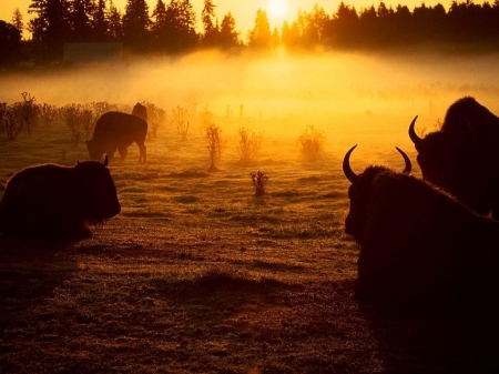 Buffalo, sunrise, beautiful