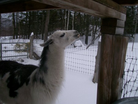 Chats, our guardian llama