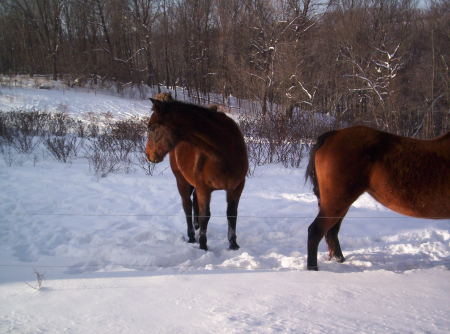 Our horses, Ragin & Comet