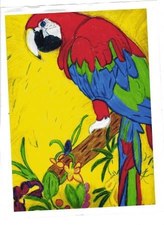 Gren-winged Macaw