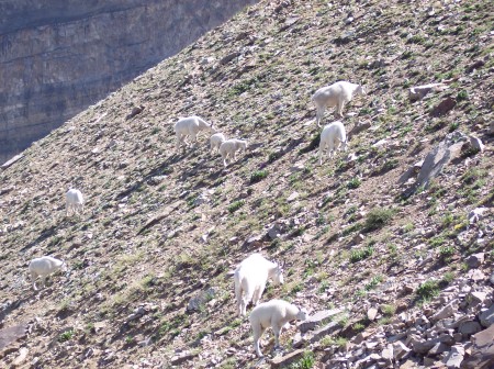 Bighorns on Timp, summer, 2008