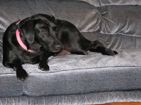 Kona ( Black Lab)