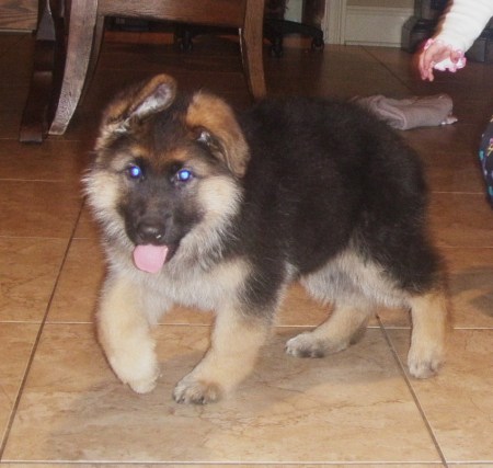 Zsa Zsa, our new German Sheperd Puppy