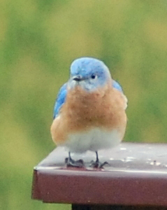 My favorite...Bluebirds  :-)