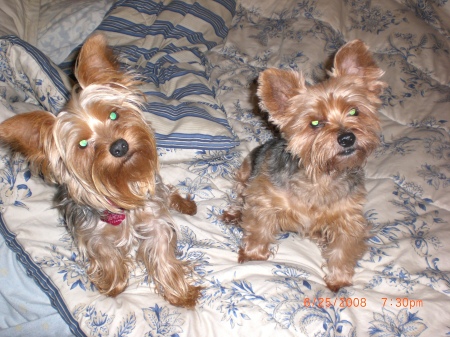 Our Yorkies