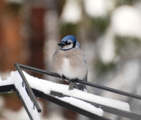 BlueJay