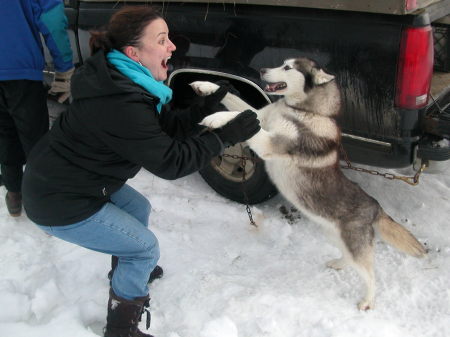 Sled Dogs, Northern Vermont