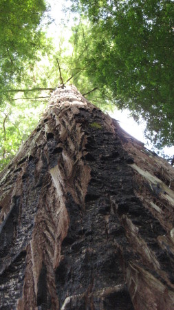 Big Reddwood Tree