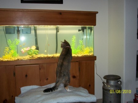 Bella discovers the fish tank!