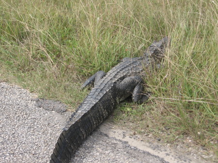 Shooing a gator off a road after Hurricane Ike