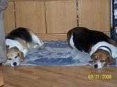 Beagles