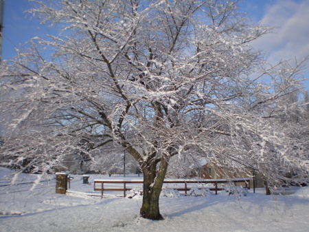 Snow covered Cherry tree