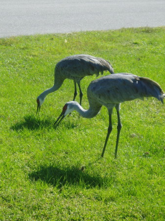 Sandhill Cranes