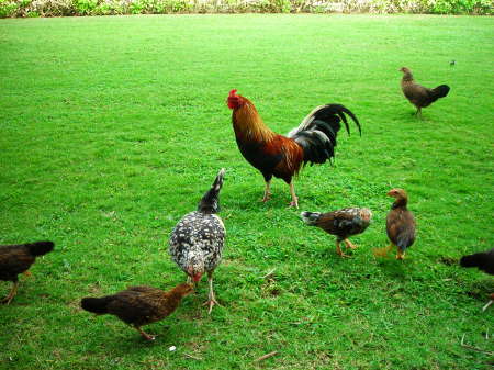 Chickens on Kauai