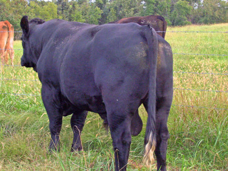 2007 Bull calf