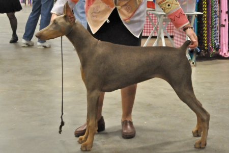 Haley at Dog show