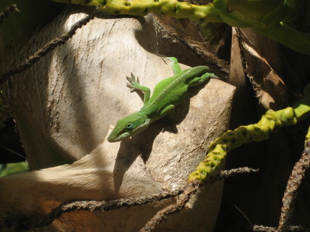 A Gecko in Maui