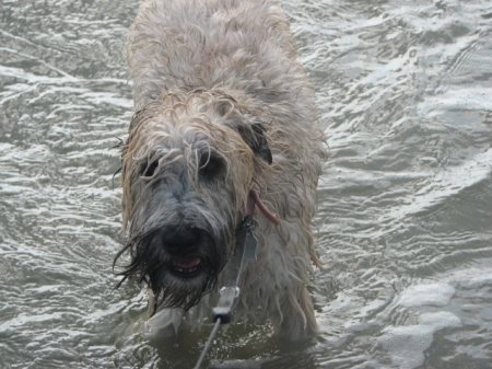 Tillie the water dog