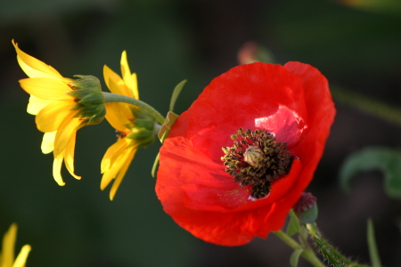 red poppy