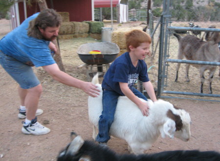 Pigmie-Goat Mollie loves to ride kids on her