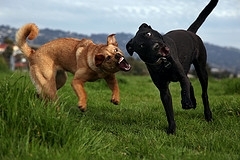 Jindo's at Play