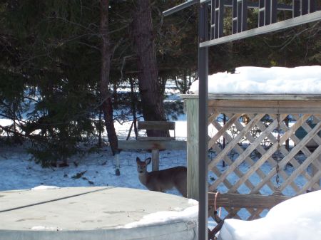 deer in the backyard