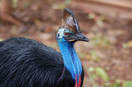 Cassowary