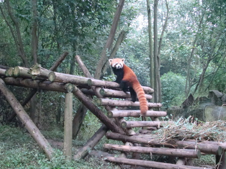 RED PANDA IN THE PANDA SANCTUARY CHENGDU,CHINA