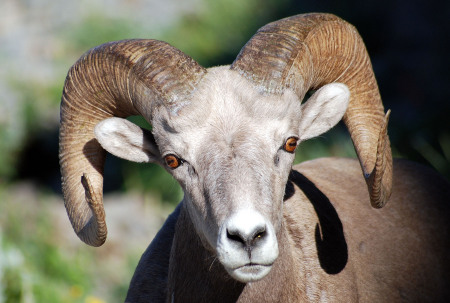 Montana Bighorn