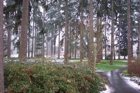 Snow in Tacoma