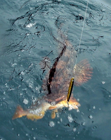 Seward, AK fishing trip 2008
