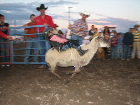 mutton bustin