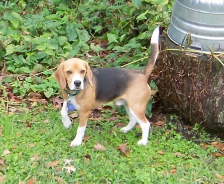 Another one of my Beagles