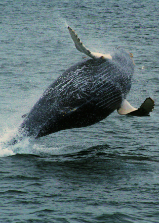 Breaching Humpback off Stellwagon banks