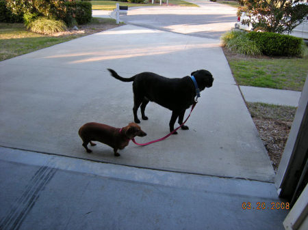 Jed takes Ginger for a walk