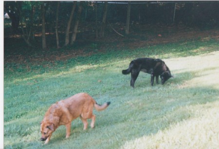 Grazin in the grass!