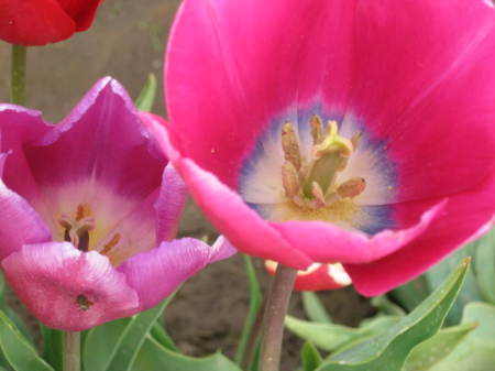 Tulip Farm, Woodburn, OR