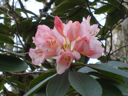 Rhododendrum, WA state flower