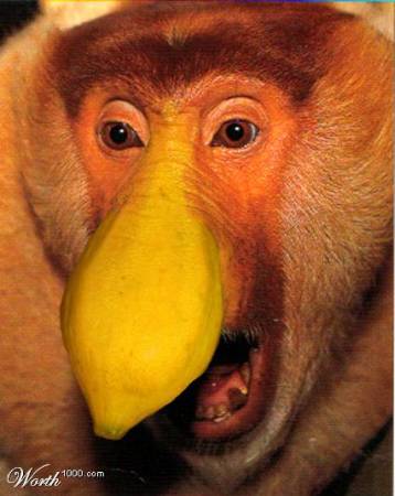 The Fabulous Proboscis Monkey