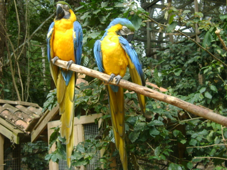 Copan- Macaw Mountain