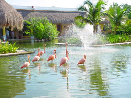 flamingoes, Iberostar Del Mar Resort