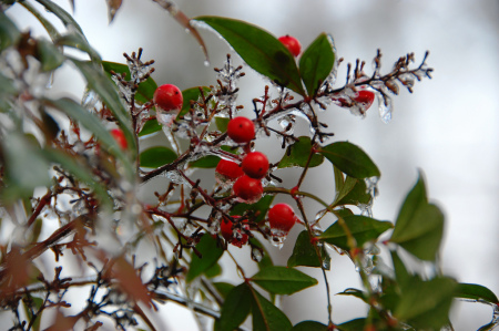 heathers_berries-winter