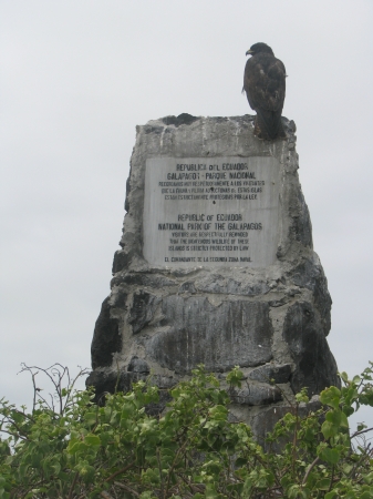 Galapagos Hawk