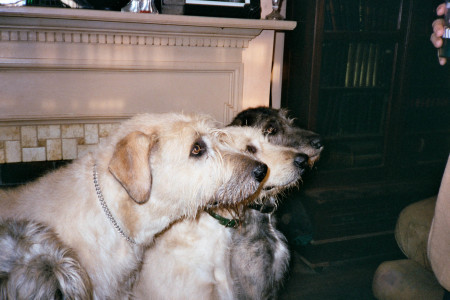 Shadow, Bella, & Friday looking for "cookies"