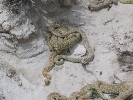 rattle snakes 2