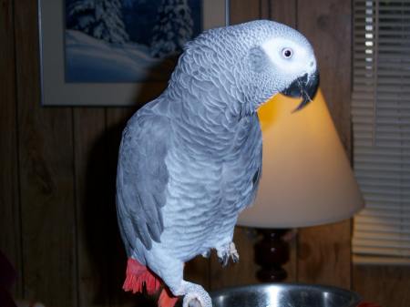 my parrot