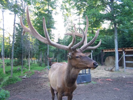 Our Elk