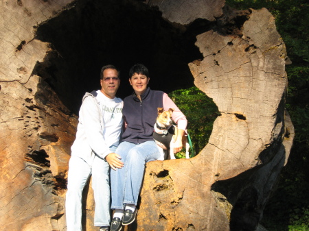 Redwood Forest - September 2008